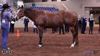 Horse#4
