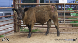 Calf#3
