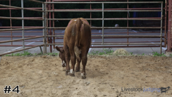 Calf#4