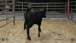 Calf#5