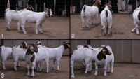 All Animals
