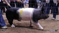 Hog#1