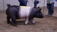 Hog#2