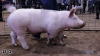 Hog#4