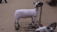 Lamb#1