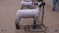 Lamb#3
