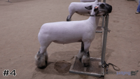 Lamb#4