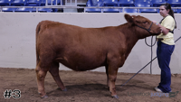 Heifer#3