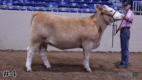 Heifer#4