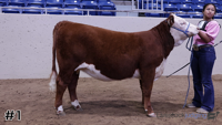 Heifer#1