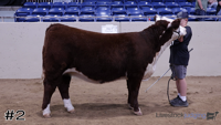 Heifer#2