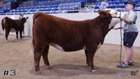 Heifer#3