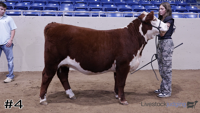 Heifer#4