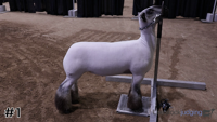 Lamb#1