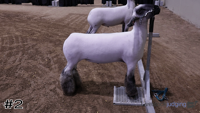 Lamb#2