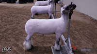 Lamb#3