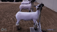 Lamb#4