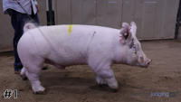 Hog#1