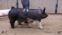 Hog#2