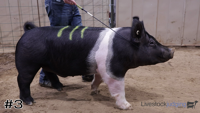 Hog#3