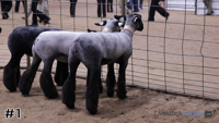Lamb#1