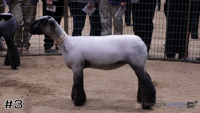 Lamb#3