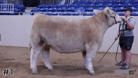 Steer#1