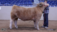 Steer#2