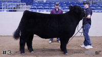 Steer#3