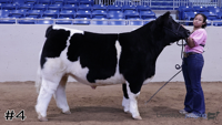 Steer#4