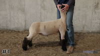 Lamb#1