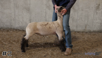 Lamb#2