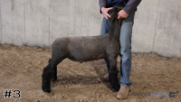 Lamb#3