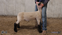 Lamb#4