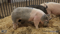 Hog#2