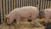 Hog#3
