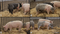 All Animals
