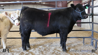 Steer#1