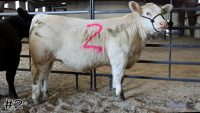 Steer#2