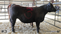 Steer#3
