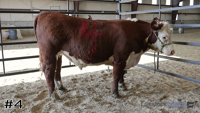 Steer#4