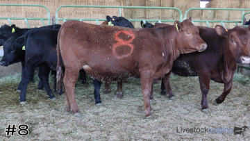 Breeding Heifers class from 2025 Utah FFA thumbnail