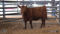 Heifer#5
