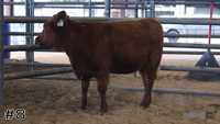 Heifer#8