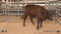 Steer#4