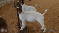 Goat#3