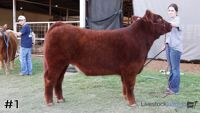 Steer#1