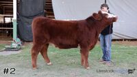 Steer#2