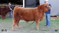 Steer#4