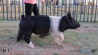 Hog#1